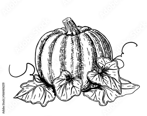 Pumpkins sketch. hand drawn vintage set illustration of pumpkin. Engraving autumn. Harvest for cooking