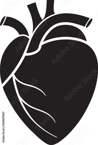 Anatomical Heart Medical Illustration