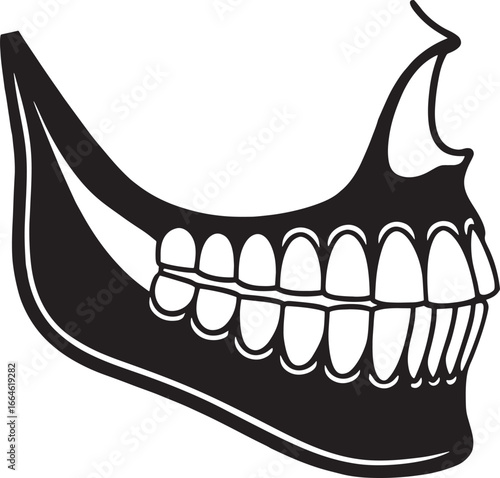Dental Anatomy Jawbone Illustration