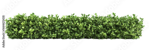 A green hedge isolated on transparent background