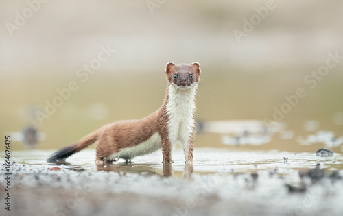 Weasel