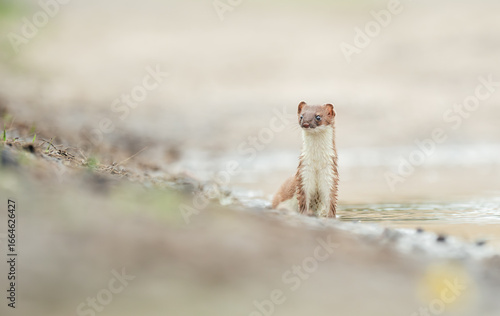Weasel