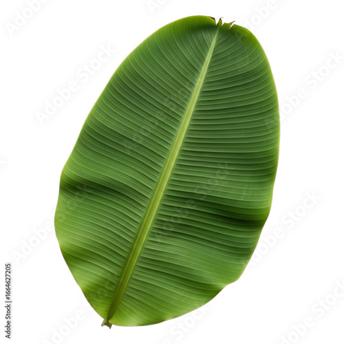 Fresh whole banana leaf isolated on white background which is mostly used in south india for feast as plates and making snacks items ,isolated mainly for vishu and onam sadhya