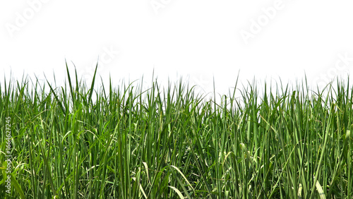 Sugarcane Green Field Isolated on a White Background with Copy Text Space. Agricultural Element for Nature, Farming, and Harvest-Themed Designs. PNG File