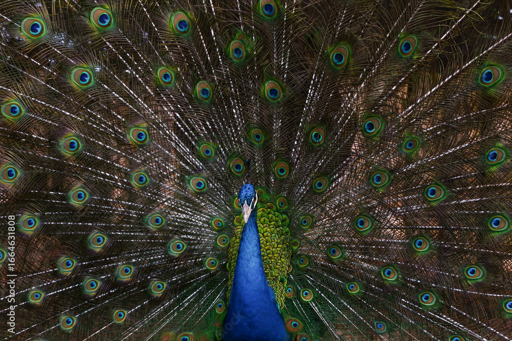 Obraz premium Close up peacock spreading tail feathers