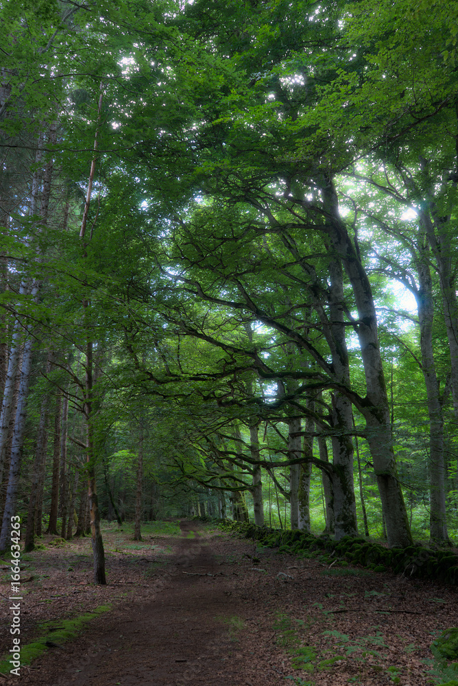 Fototapeta premium Vue sur les chemins de la forêt d'Allagnat (Ceyssat) , dans le Puy-de Dome en Auvergne, France