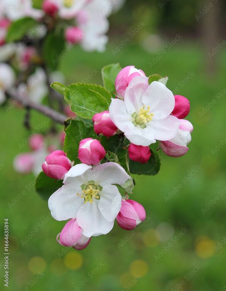 Obraz premium Blossoming apple tree in spring