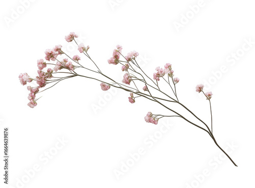 Delicate pink gypsophila flower branch isolated on transparent background
