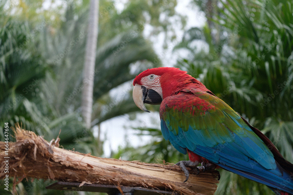 Fototapeta premium Macaw RedBlue 2