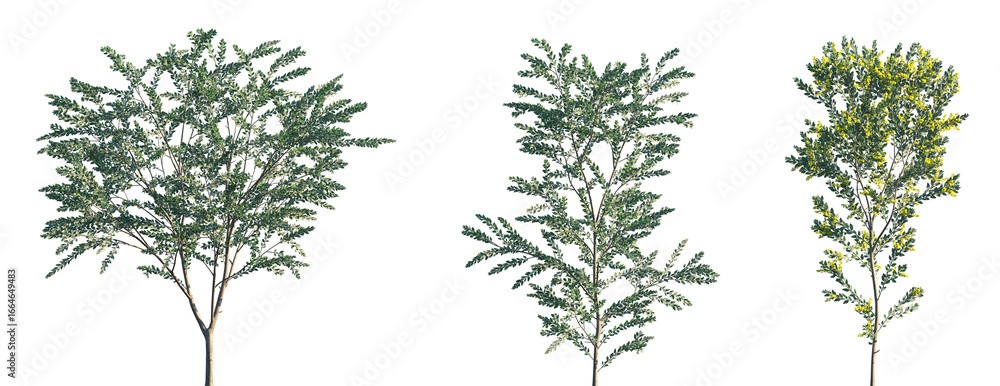 Εκτύπωση καμβά Set of Acacia podalyriifolia (pearl acacia, pearl wattle and silver wattle) blos