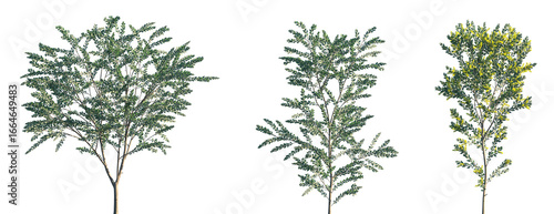 Fotografie Set of Acacia podalyriifolia (pearl acacia, pearl wattle and silver wattle) blos