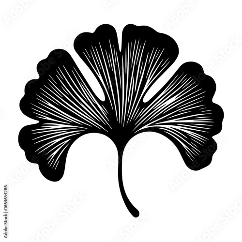 Black and white vector silhouette of a Ginkgo leaf on a white background  
