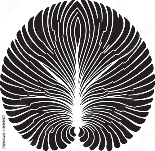Abstract Black and White Radial Pattern Resembling a Fan or Leaf graphic illustration