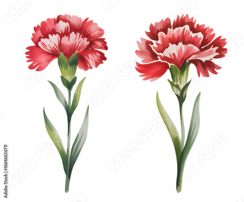 Red carnation blossoms with soft watercolor green leaves.
