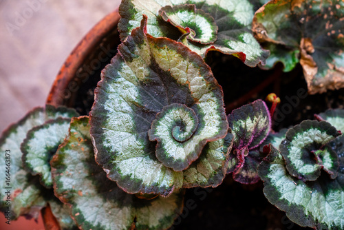 Blick von oben auf eine Rex Begonie Begonia rex mit ihren spiralenförmigen Blättern
