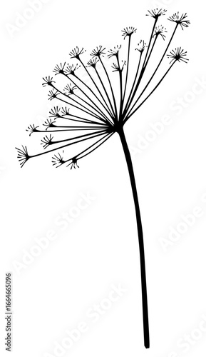 A delicate black and white botanical illustration of a single cow parsley stem and flower head