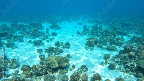 Wallpaper Mural Coral Reef Underwater Scene with Clear Blue Water Torontodigital.ca