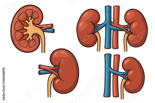 Human kidney anatomy set. Vector illustration of renal system with cross section, arteries, and veins. Medical organ diagram for urology, biology. Nephrology concept.