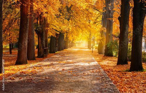Autumn Park Alley with Golden Trees