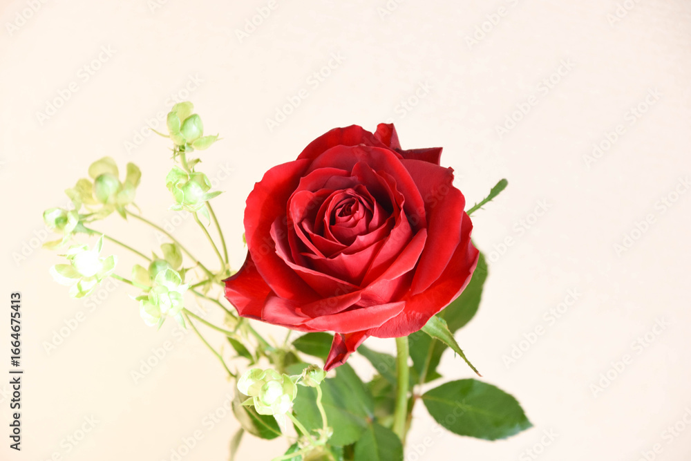 Naklejka premium 赤薔薇とエクレール