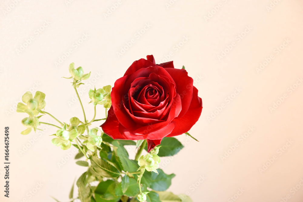 Fototapeta premium 赤薔薇とエクレール