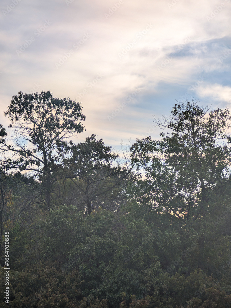 Obraz premium A view of dense forest treetops and shrubs under a cloudy but bright sky, with the sun's warm light filtering through the clouds, highlighting the varied textures of the trees in late afternoon.