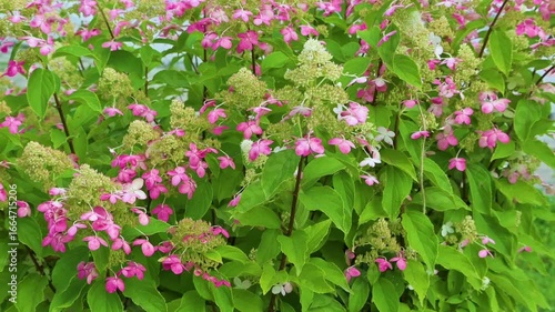 Close-up of flowers swaying in the wind.  Soft floral background.