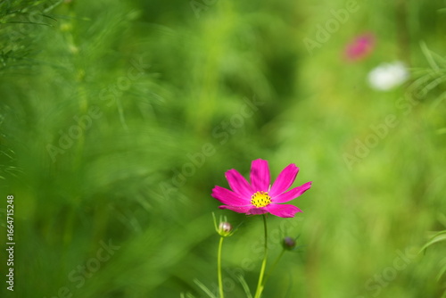Pink Cosmos Flowers in Late Summer Field Background