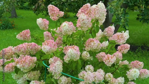 Close-up of flowers swaying in the wind.  Soft floral background.