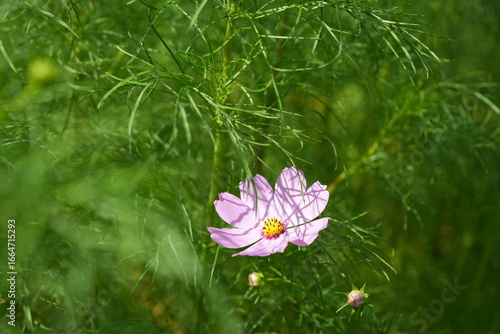Pink Cosmos Flowers in Late Summer Field Background