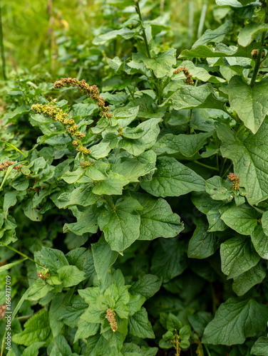 Good Henry (Blitum bonus-henricus), also known as wild spinach. Formerly an important vegetable plant.
