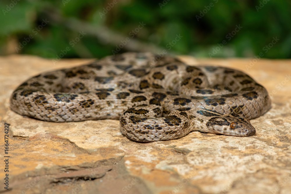 Obraz premium A beautiful spotted rock snake (Lamprophis guttatus), coiled on a large rock. A non-venomous snake native to southern Africa