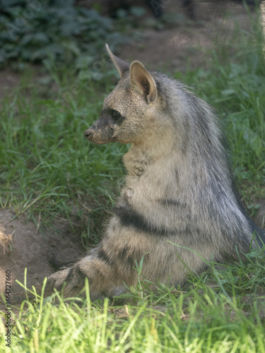 The Proteles cristatus, commonly known as the Aardwolf, is a fascinating and highly specialized member of the hyena family (Hyaenidae), though it breaks the mold in many ways.