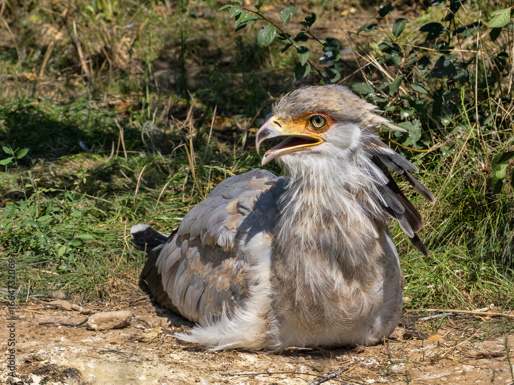 Fototapeta premium The Secretarybird, is one of Africa’s most iconic and unusual birds of prey. With its long legs, eagle-like body, and dramatic crest, it looks like it walked straight out of a fashion show.