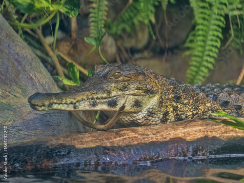 West African slender-snouted crocodile, is one of Africa’s most elusive and critically endangered crocodilian species. It’s a fascinating creature with a long evolutionary history .