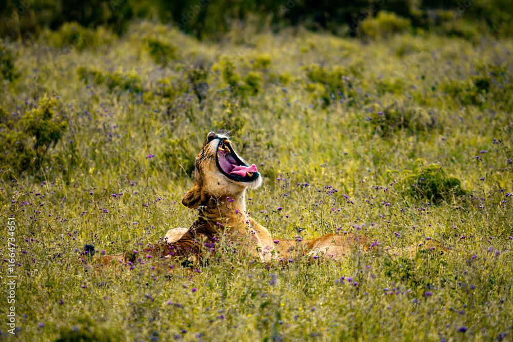 Obraz premium Wild Lion Resting in Grassland and Yawning in Maasai Mara, Kenya, African Safari Wildlife Scene with Big Cat in Natural Habitat