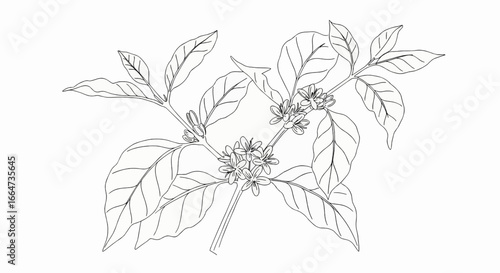 Coffee Plant Botanical Line Art Illustration