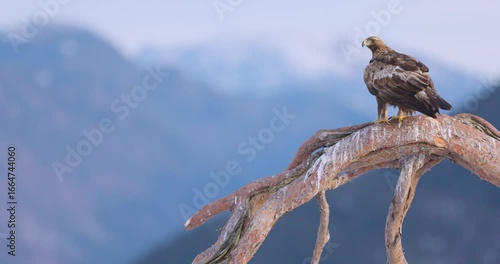 Golden eagle perched on a tree branch in the beautiful winter landscape over the fjords of Telemark, Norway