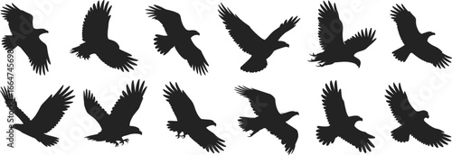 Silhouettes of flying birds, raptor wing positions, eagle hawk flight shapes, black bird vector set, wildlife motion, isolated on white background