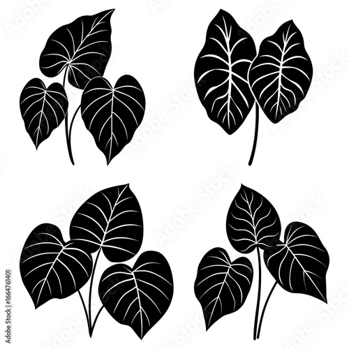 Four groups of black and white taro plants with detailed leaf veins against a white background image