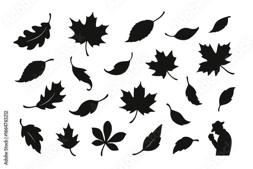 A collection of diverse leaves silhouetted against a neutral backdrop