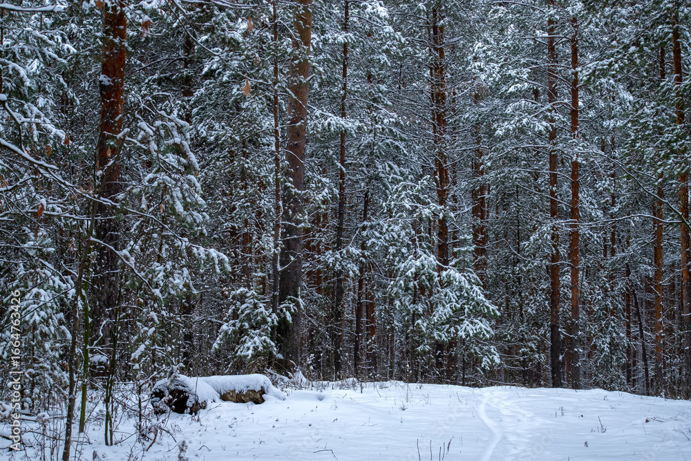 Fototapeta premium Winter pine forest after snowfall on a cloudy day.