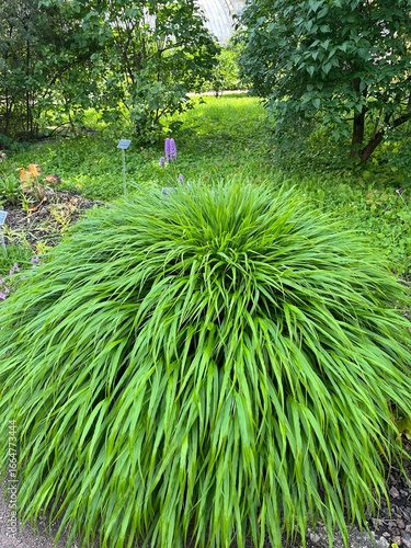 Japanese forest grass.Hakonechloa macra Beni Kaze. Cereal plants. A lush shrub with thin long leaves. Flower background
