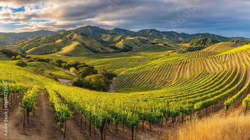 Sunlit vineyard rows stretch across rolling hills at sunset