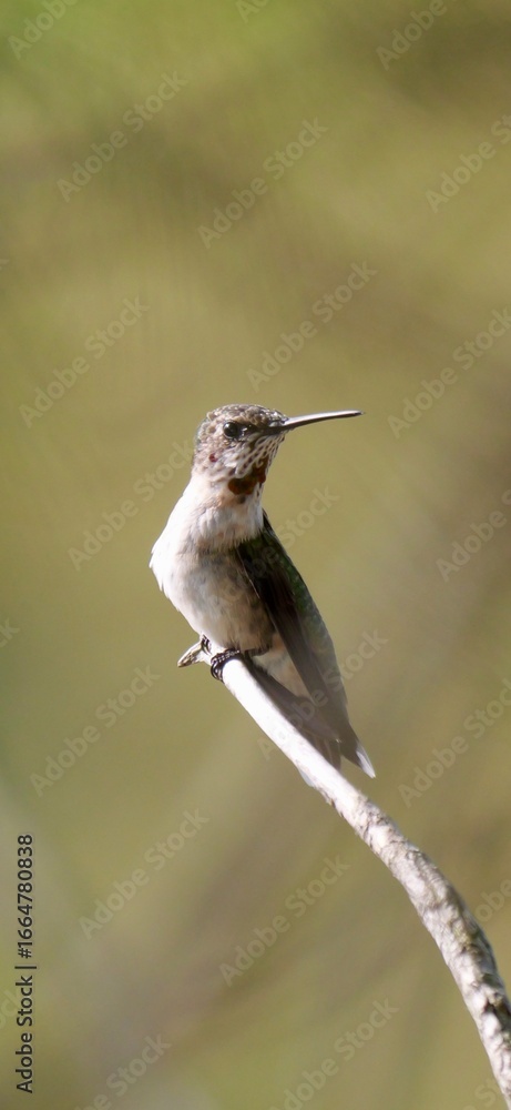 Fototapeta premium Hummingbird hiding in a tree
