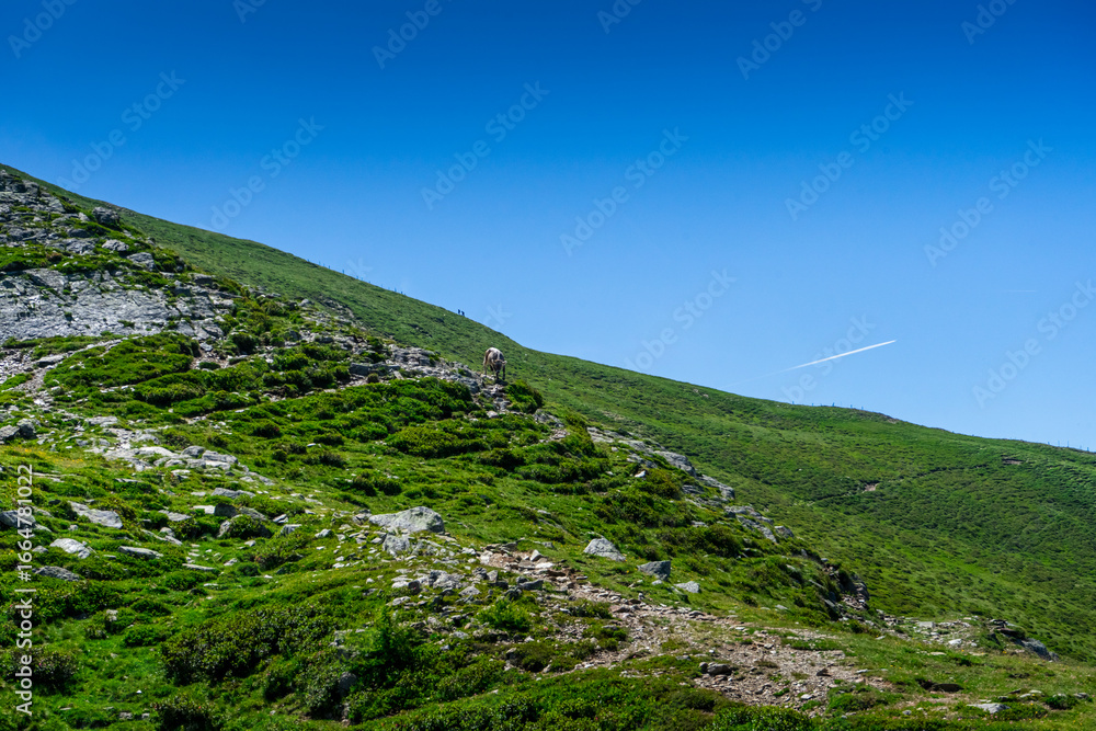Fototapeta premium HGiking Through the Hirzer Alm South Tyrol