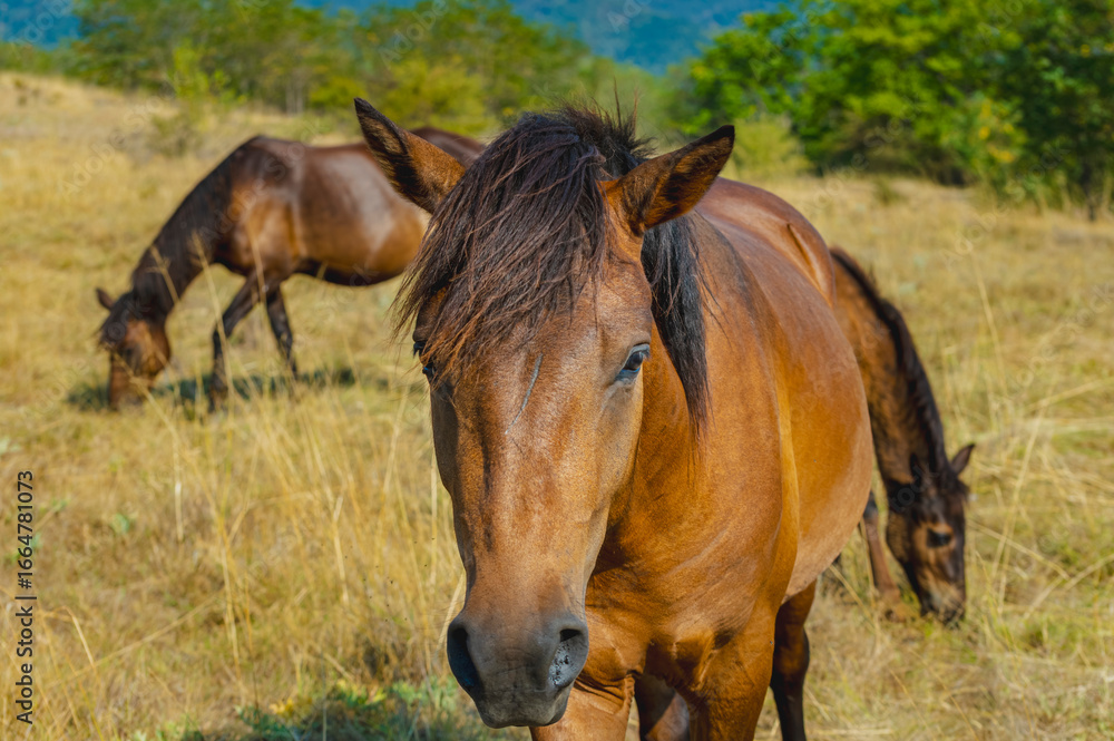 Fototapeta premium A beautiful chestnut horse looks at the camera while other horses graze in the background on a sunny hillside. A perfect scene of horses in their natural habitat.