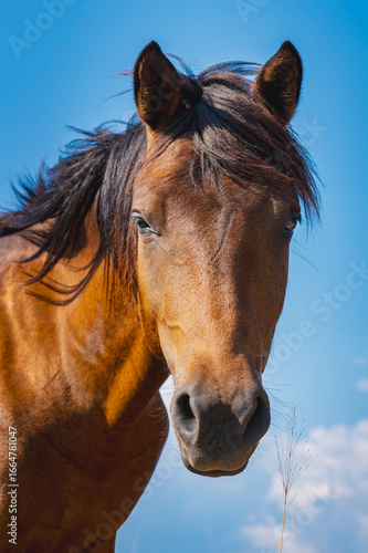 Foto A stunning close-up of a wild brown horse's head against a vibrant blue sky with a few clouds