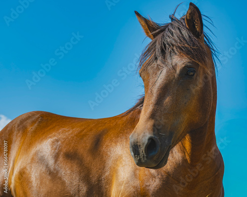 A stunning close-up of a wild brown horse's head against a vibrant blue sky with a few clouds. The horse looks directly at the camera, capturing a moment of tranquility.