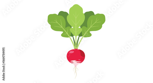 Vibrant Radish Illustration: Fresh Produce Graphic with Bold Colors and Clean Lines for Culinary Projects and Health Content